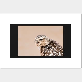 owl / Swiss Artwork Photography Posters and Art